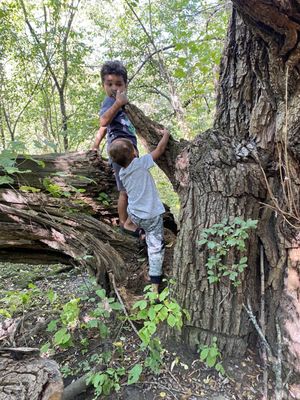 Whitnall Park by null