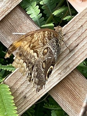 The Original Mackinac Island Butterfly House & Insect World by null