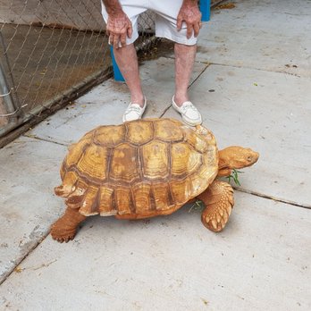 Maui Humane Society - Freddie the tortoise - Animal Shelters Near Me - Puunene, Hawaii