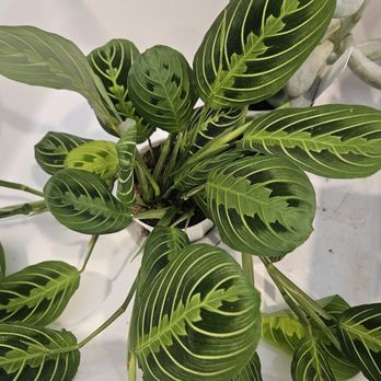 Pueblo - Prayer plant - Nurseries & Gardening Near Me - Phoenix, Arizona Pueblo - Prayer plant - Nurseries & Gardening Near Me - Phoenix, Arizona