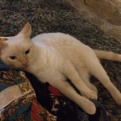 Ghost Cat toy
