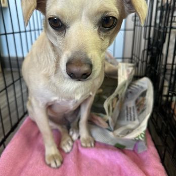 MexiVet Express - Winnie at the vet! - Veterinarians Near Me MexiVet Express - Winnie at the vet! - Veterinarians Near Me