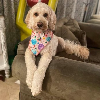 Pampered Tails Camarillo Mobile - Our well groomed Tassie dog. - Pet Groomers Near Me Pampered Tails Camarillo Mobile - Our well groomed Tassie dog. - Pet Groomers Near Me