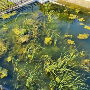 Riverview Stormwater Garden - Stormwater pond - Parks Near Me Riverview Stormwater Garden - Stormwater pond - Parks Near Me