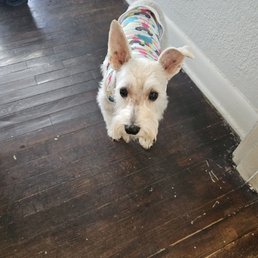 Kai freshly groomed in a shirt bought at Dee's