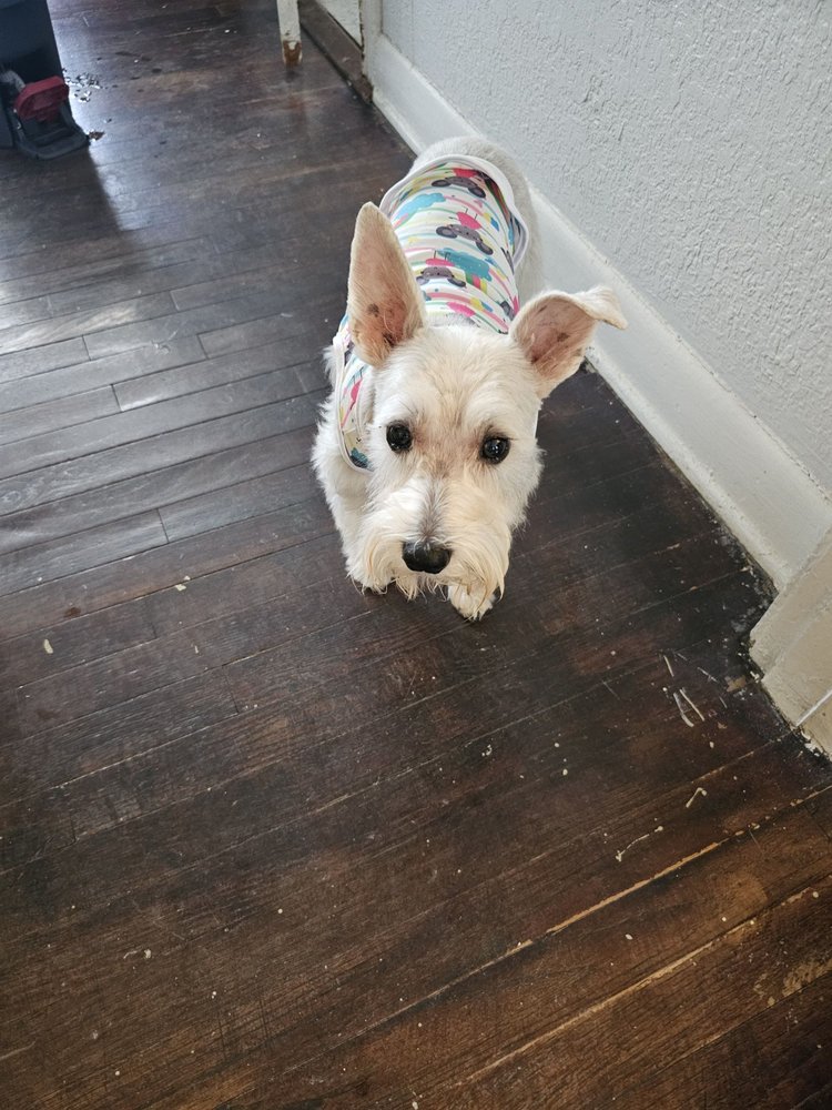 DEE’S GROOMING Updated September 2024 10 Photos & 22 Reviews 1359