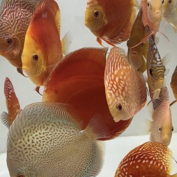 Aqua Life Aquarium - Aquarium Services Near Me - Rocklin, California