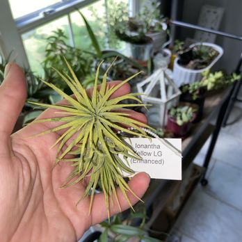 Leaf & Petal - My airplant babies - Nurseries & Gardening Near Me - Birmingham, Alabama Leaf & Petal - My airplant babies - Nurseries & Gardening Near Me - Birmingham, Alabama