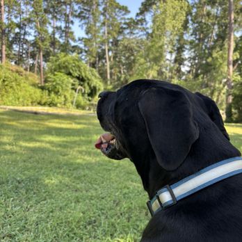 Ace Of Spays - Oso, the Cane Corso, goodest of boys - Veterinarians Near Me - Austin, Texas Ace Of Spays - Oso, the Cane Corso, goodest of boys - Veterinarians Near Me - Austin, Texas