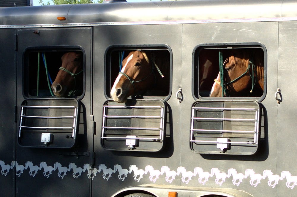 Birdwell Livestock Transport - equestrian in Norfolk, VA
