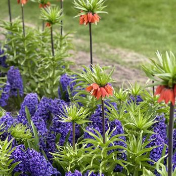 Veldheer's - Nurseries & Gardening Near Me - Holland, Michigan