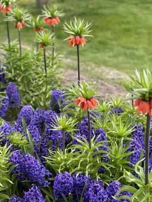 Veldheer Tulip Gardens by null