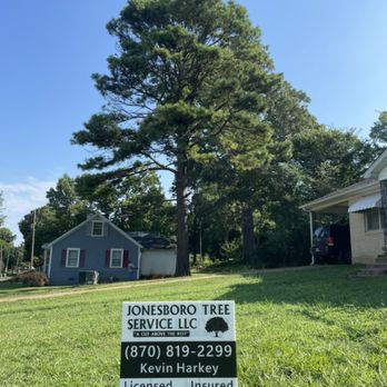 Jonesboro Tree Service - The pre picture of a big pine we got down. - Tree Services Near Me - Harrisburg, Arkansas Jonesboro Tree Service - The pre picture of a big pine we got down. - Tree Services Near Me - Harrisburg, Arkansas