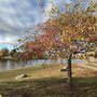 Photo of Terrace Park Japanese Gardens
