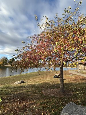 スード・エコー　　Autumnal Park 51wKW77TXML._UF1000,1000_QL80_.jpg