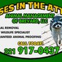 Photo of Animal Management of Brevard