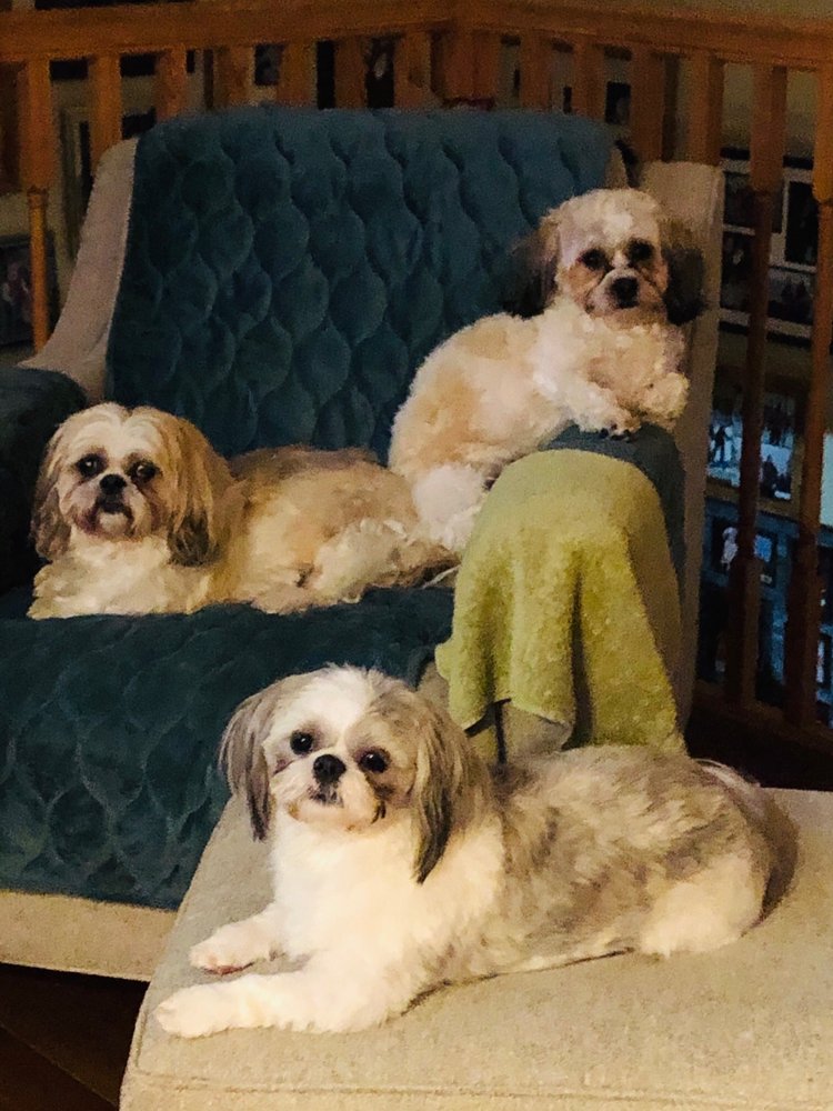 DIRTY DOG GROOMING Updated October 2024 14 Reviews 6600 Manatee