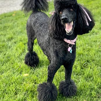 Dog Gone Crazy - Birdie was freshly groomed and ridiculously happy after the long 2020 shut down. - Pet Groomers Near Me - Bakersfield, California