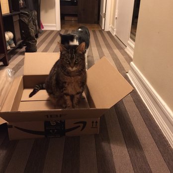 Dr Marchi - Pet Euthanasia at Home - She and her siblings loved boxes. - Veterinarians Near Me - Long Beach, California