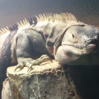 Reptilia - Zoos Near Me - Concord, Ontario Reptilia - Zoos Near Me - Concord, Ontario