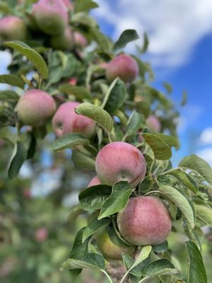 Applecrest Farm Orchards by null