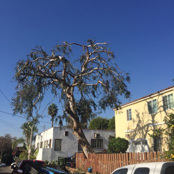 Miguel's Tree Service - Tree Services Near Me Miguel's Tree Service - Tree Services Near Me