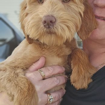 Luvin Pawz Rescue - a pup full of love - Pet Adoption Near Me Luvin Pawz Rescue - a pup full of love - Pet Adoption Near Me