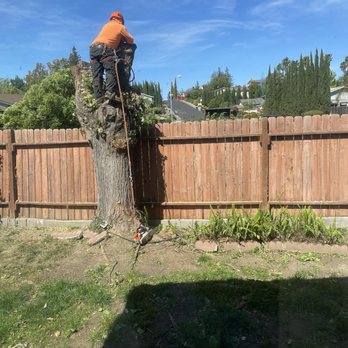 Brothers Tree Services - Tree Services Near Me Brothers Tree Services - Tree Services Near Me
