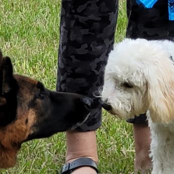 Applied Canine Concepts - Pet Training Near Me Applied Canine Concepts - Pet Training Near Me