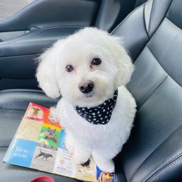 My fur-baby came back so handsome and fluffy!! My fur-baby came back so handsome and fluffy!!