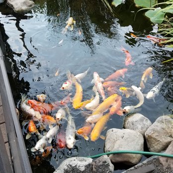 Loxley’s - Lot of koi fishes - American Near Me - Lancaster, Pennsylvania Loxley’s - Lot of koi fishes - American Near Me - Lancaster, Pennsylvania