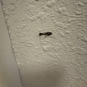 Comfort Inn Downtown - University Area - A lovely smushed earwig! - Hotels Near Me - Kalamazoo, Michigan Comfort Inn Downtown - University Area - A lovely smushed earwig! - Hotels Near Me - Kalamazoo, Michigan