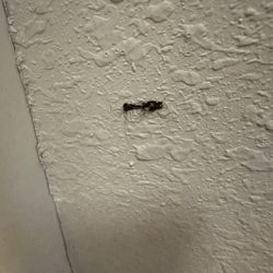 Comfort Inn Downtown - University Area - A lovely smushed earwig!