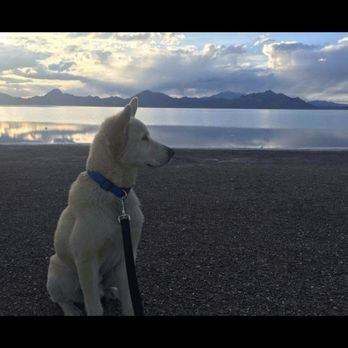 Kyle Animal Hospital - Kaipo loved the beach, we brought him from Hawaii - Veterinarians Near Me - Kyle, Texas