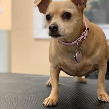 Gucci Pooch - Pet Groomers Near Me - Mesa, Arizona Gucci Pooch - Pet Groomers Near Me - Mesa, Arizona