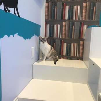 Club Cat - Mochi at Happy Hour - Pet Boarding Near Me - Irvine, California
