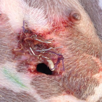 Wilbarger Humane Society - My dog's spay result, the hole continued to grow. Infection is set in currently. - Animal Shelters Near Me - Vernon, Texas Wilbarger Humane Society - My dog's spay result, the hole continued to grow. Infection is set in currently. - Animal Shelters Near Me - Vernon, Texas