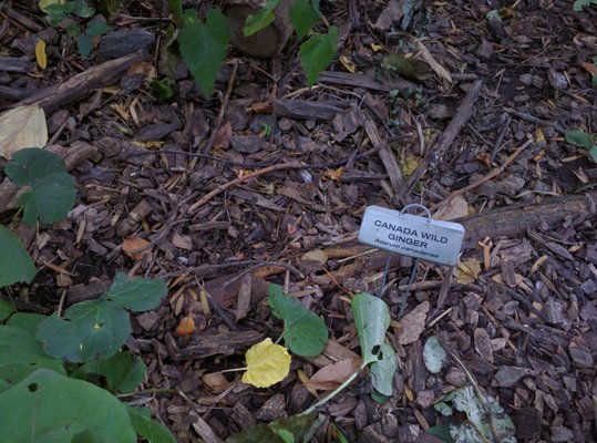 Hallett Nature Sanctuary by null