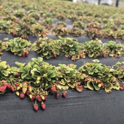 Coastways Ranch - Strawberries