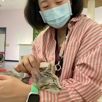 Mini Cat Town - Pet Adoption Near Me - San Jose, California