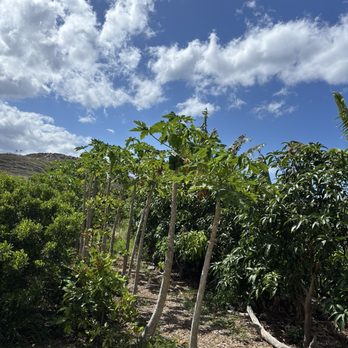 Maui Mango Mala - Attraction Farms Near Me - Lahaina, Hawaii Maui Mango Mala - Attraction Farms Near Me - Lahaina, Hawaii