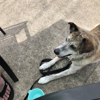 Jamaican Flava - Pets allowed on patio - greatly appreciated - Caribbean Near Me - Warner Robins, Georgia