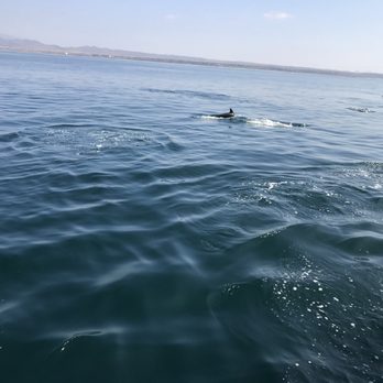 Oceanside Adventures - There were large Reeso (?) dolphins which were blunt nosed - they were huge! And they swam right next to our boat it was cool! - Boat Charters Near Me - Oceanside, California Oceanside Adventures - There were large Reeso (?) dolphins which were blunt nosed - they were huge! And they swam right next to our boat it was cool! - Boat Charters Near Me - Oceanside, California