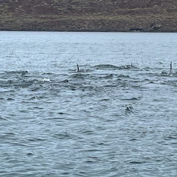 Loreto Land and Sea Tours - Dolphin pod - Historical Tours Near Me - Loreto, BCS