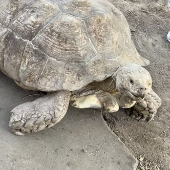 The Tortoise Home Campbell - Attraction Farms Near Me - Campbell, California