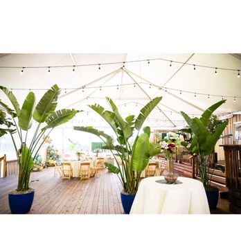 Indoor Greenery - Nurseries & Gardening Near Me Indoor Greenery - Nurseries & Gardening Near Me