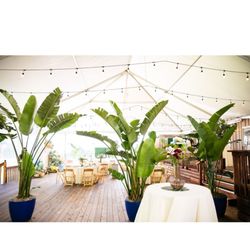 Indoor Greenery