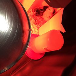 Agrarian - First night home! Still feeling safe in their box, but venturing out for food/water. Can't wait to see these lil ladies grow!