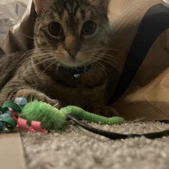 Operation Kindness - This is Scout aka Scott. What a sweetheart this guys is he had me at "meow ". - Animal Shelters Near Me - Carrollton, Texas Operation Kindness - This is Scout aka Scott. What a sweetheart this guys is he had me at "meow ". - Animal Shelters Near Me - Carrollton, Texas