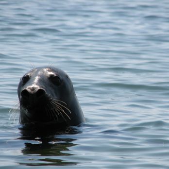 Pleasant Bay Boat Tours - On our Seal Watch and harbor cruise, you'll see that seals are curious creatures. - Boat Tours Near Me - Orleans , Massachusetts Pleasant Bay Boat Tours - On our Seal Watch and harbor cruise, you'll see that seals are curious creatures. - Boat Tours Near Me - Orleans , Massachusetts